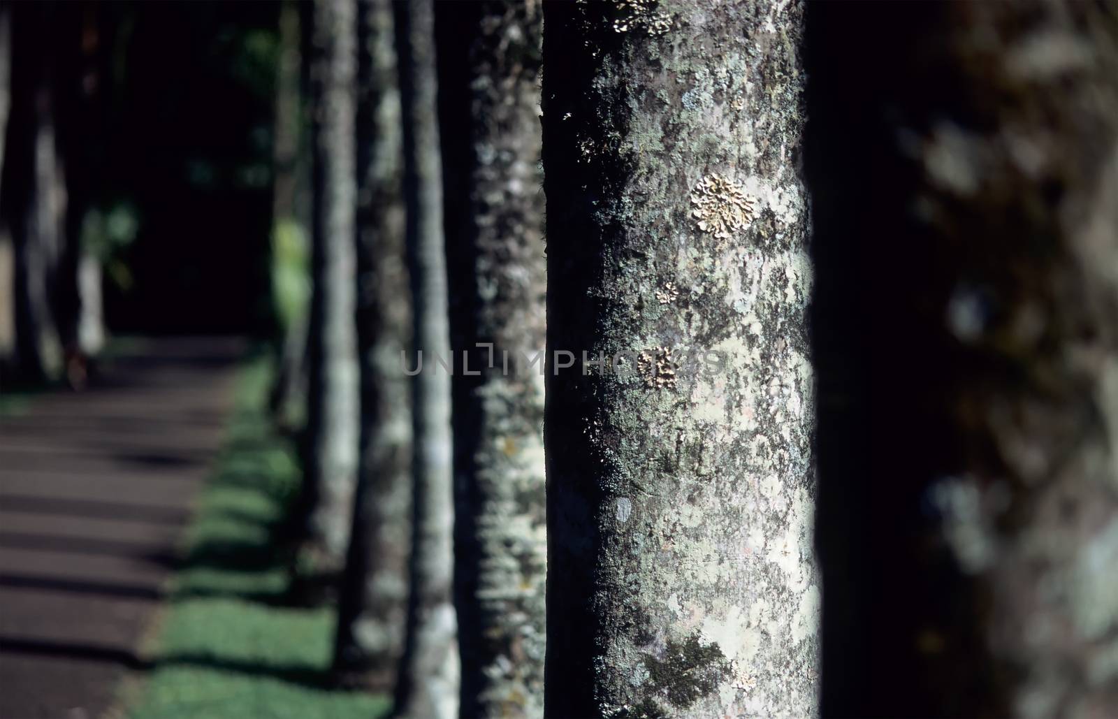 Line of trees in Botanical garden