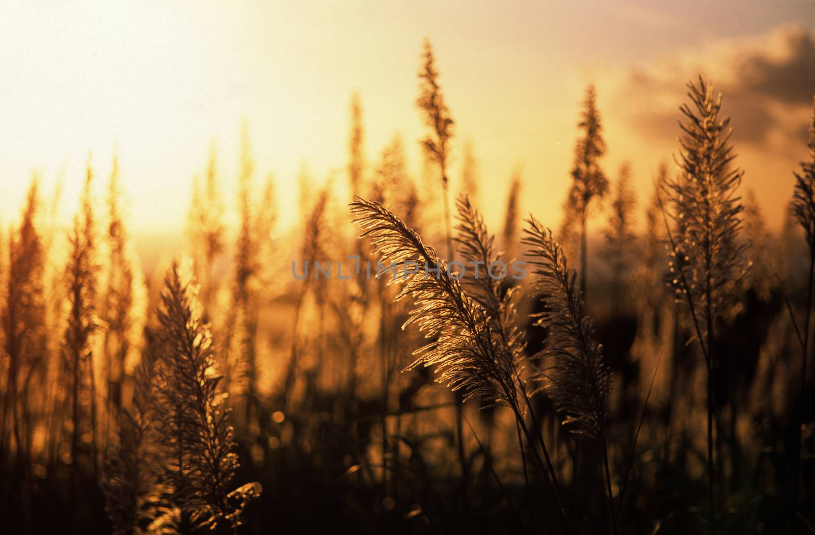 sunset sugar cane by seawaters