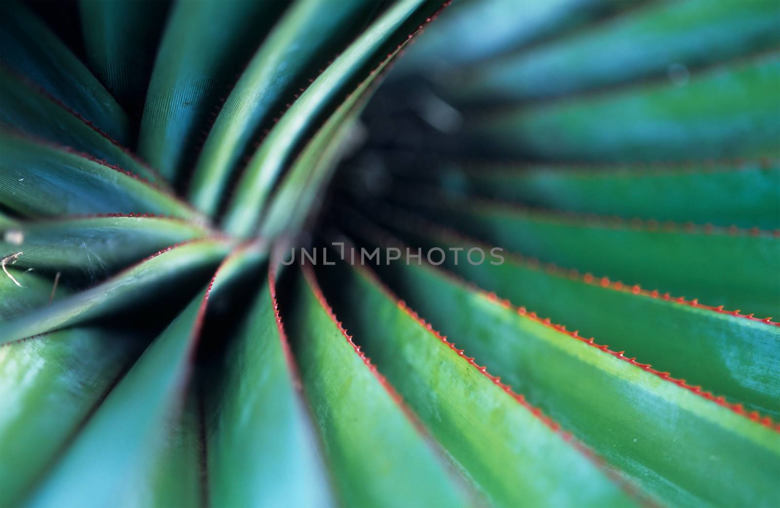 Spiral Palm by seawaters