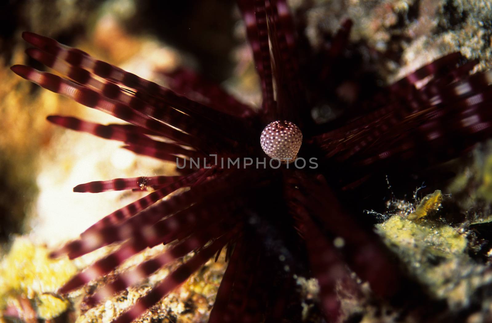 Sea Urchin by seawaters