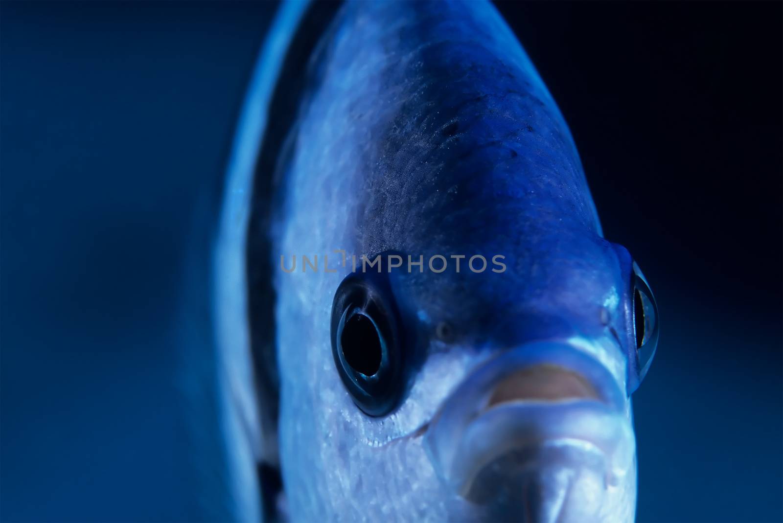 Scissor Tailed Sergeant Fish