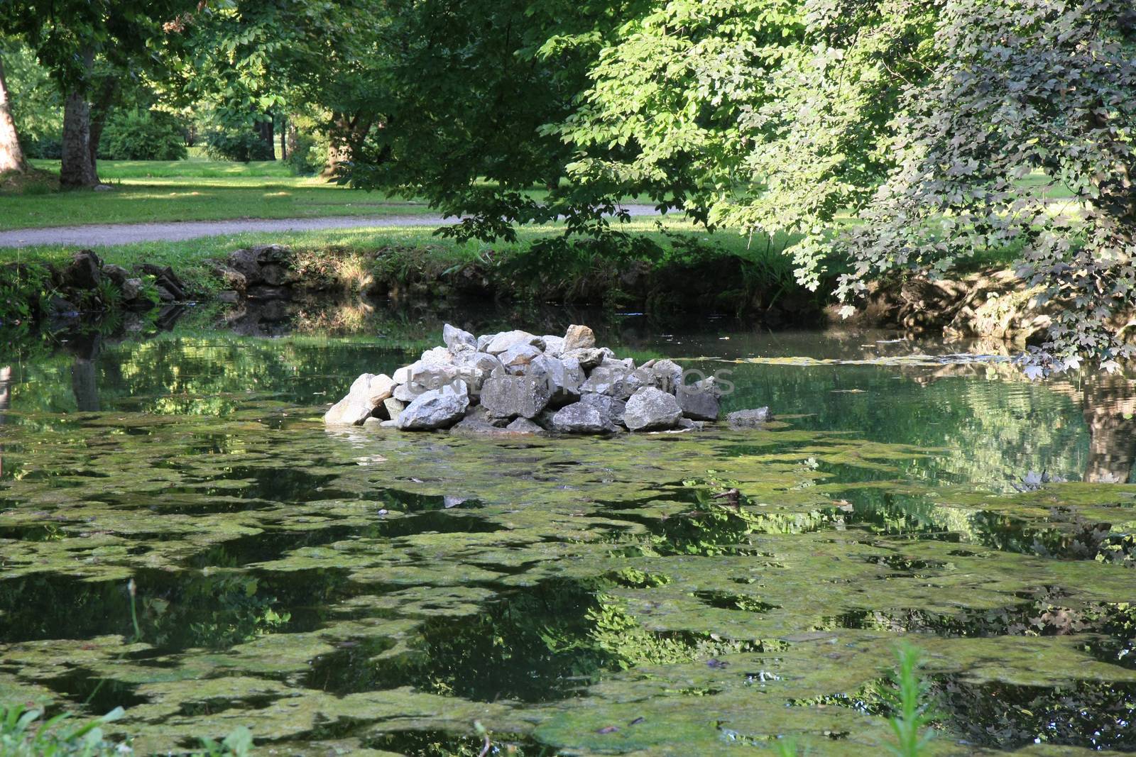 Small pond with water lily in the park