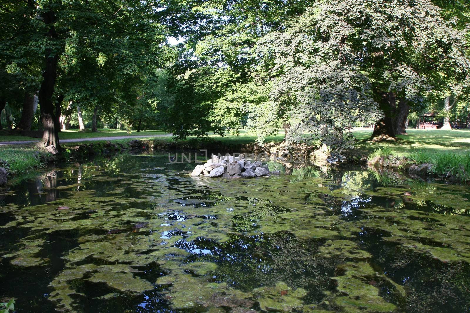 Small pond with water lily in the park