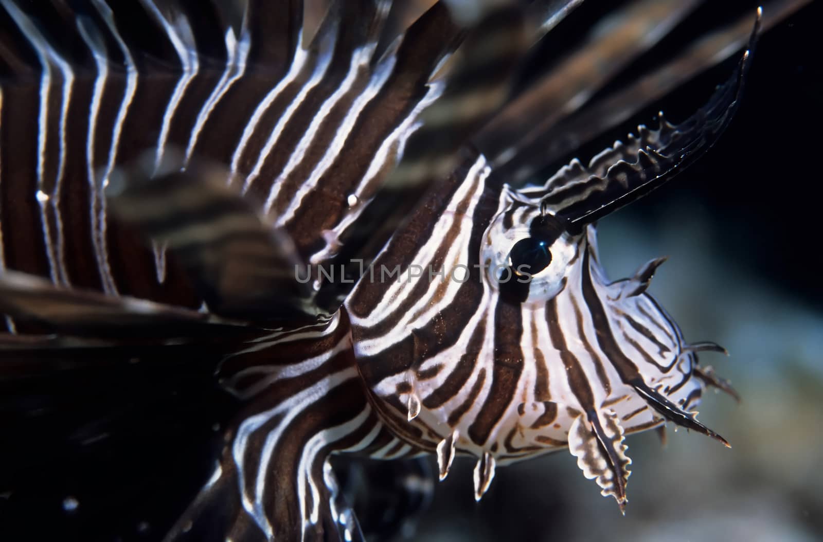 Lionfish