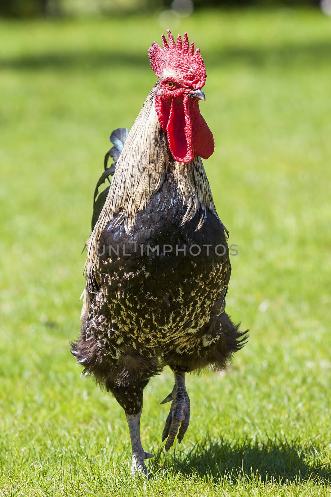 Cock on green grass under sunlight
