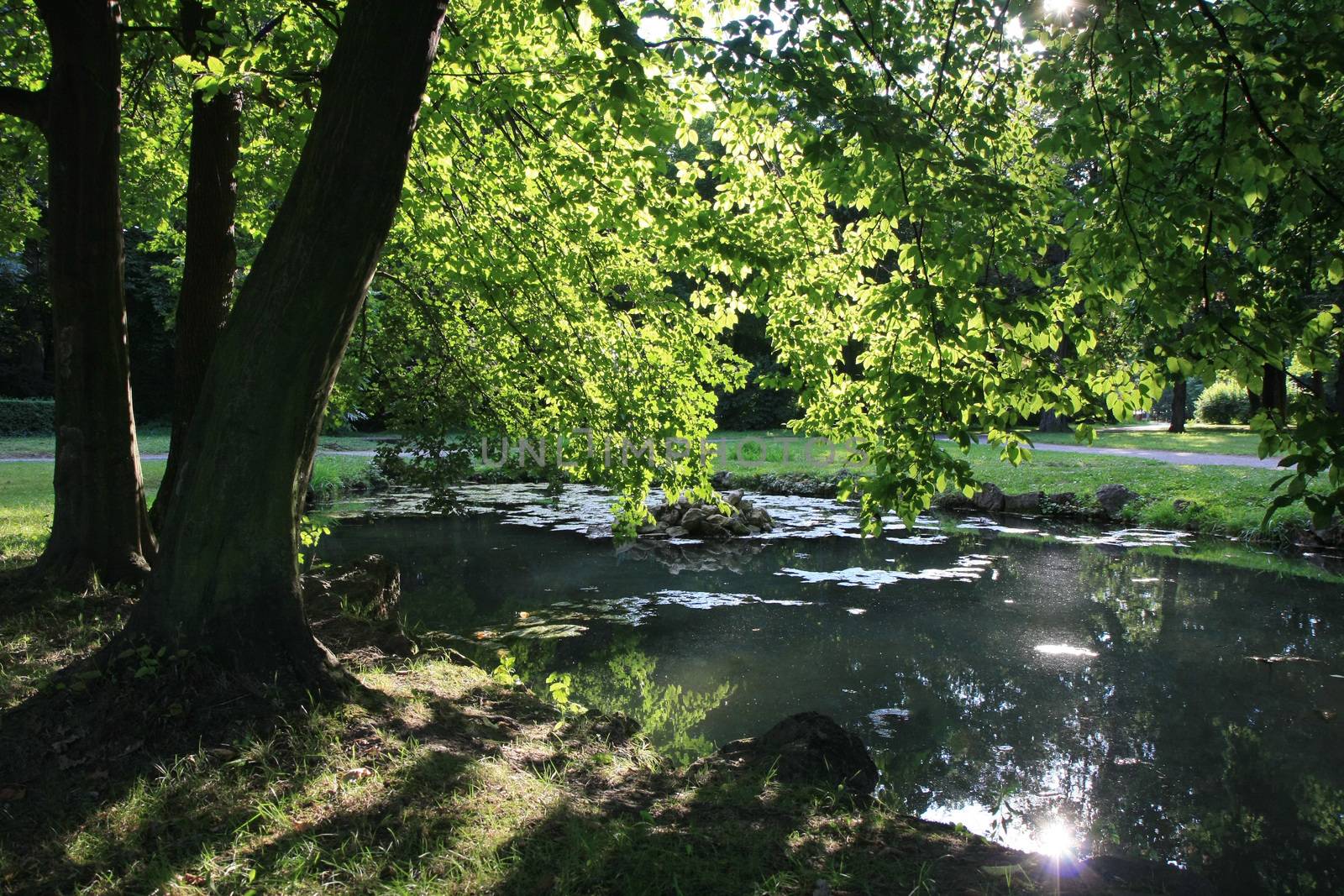 Small pond with water lily in the park