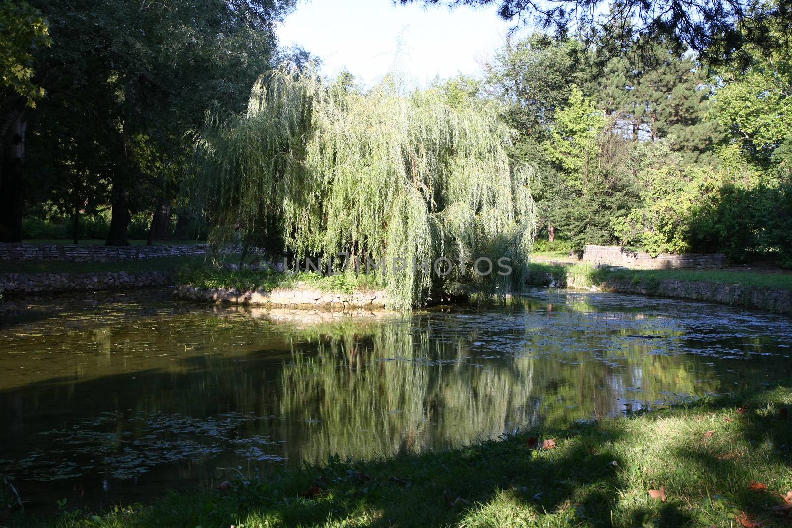 Weeping Willow on islet in the pond in the city park