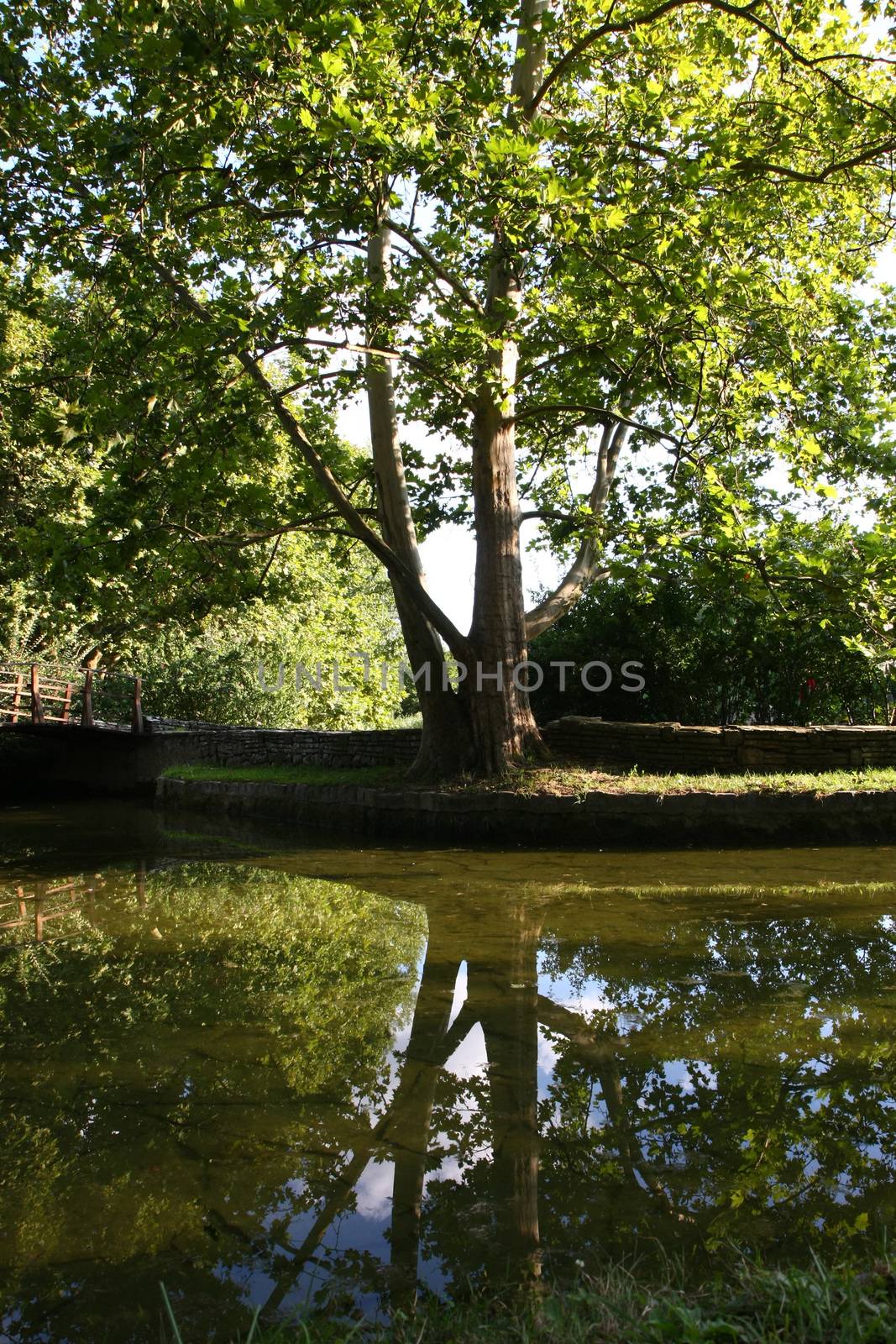 Tree reflection in small pond  in the city park