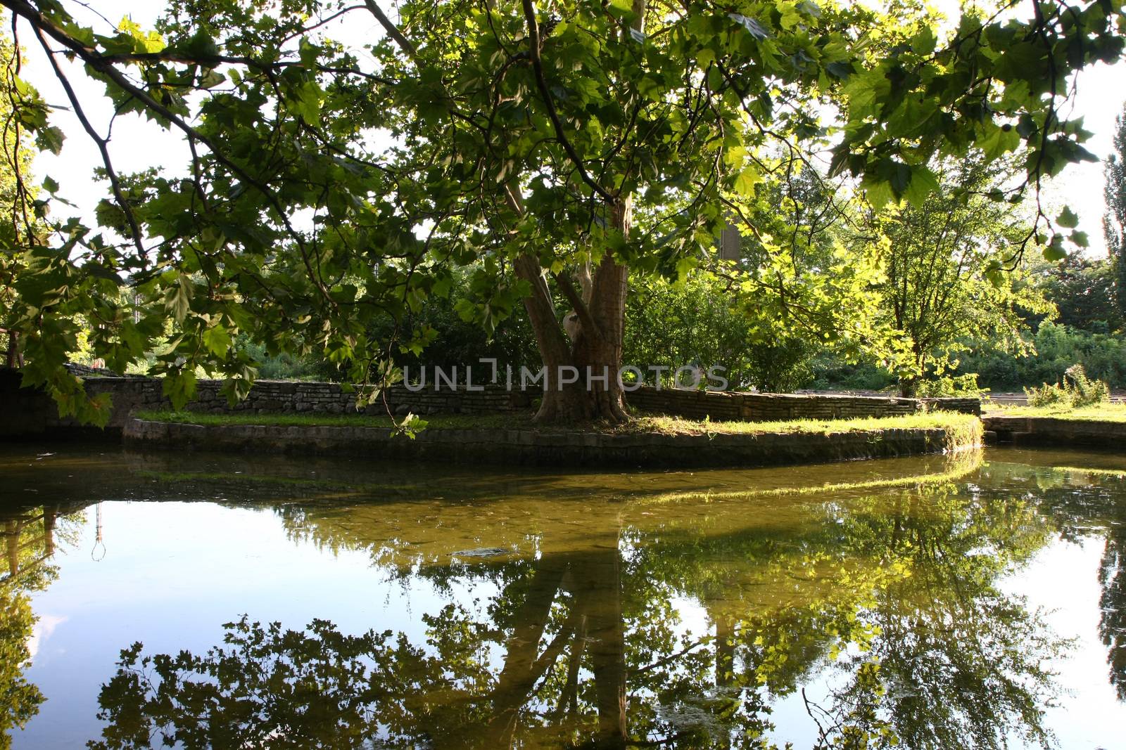 Tree reflection in small pond  in the city park