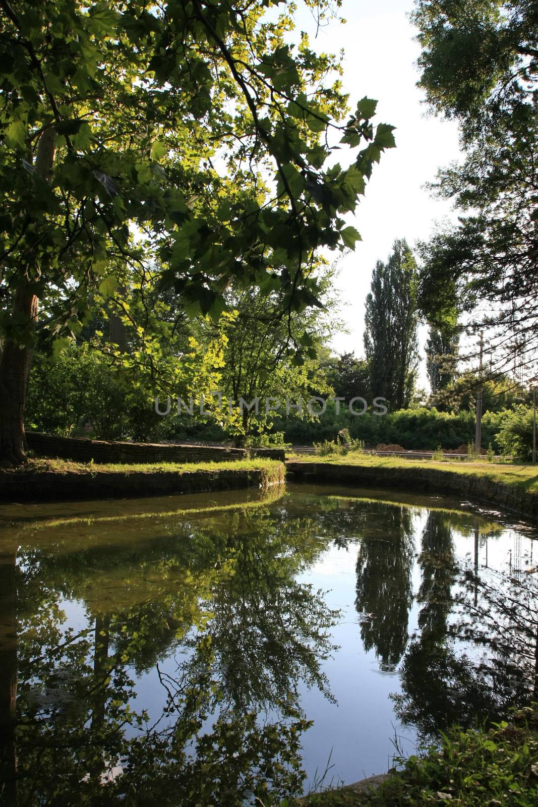 Tree reflection in small pond  in the city park