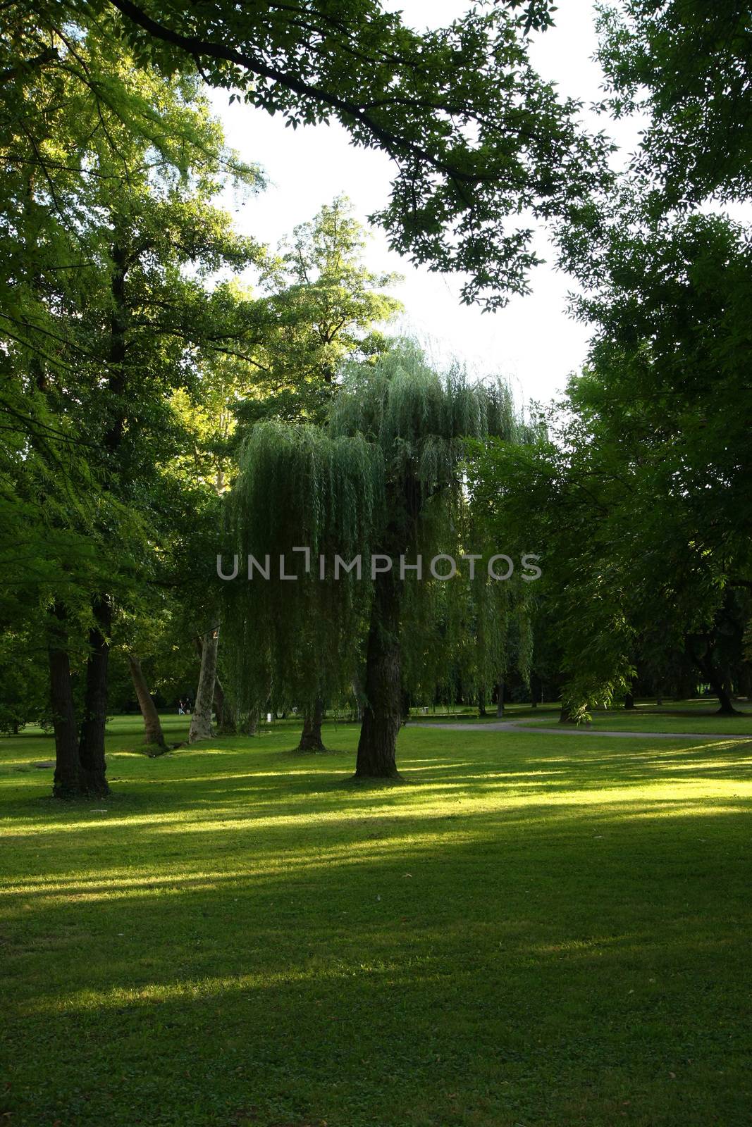Weeping Willow in the city park