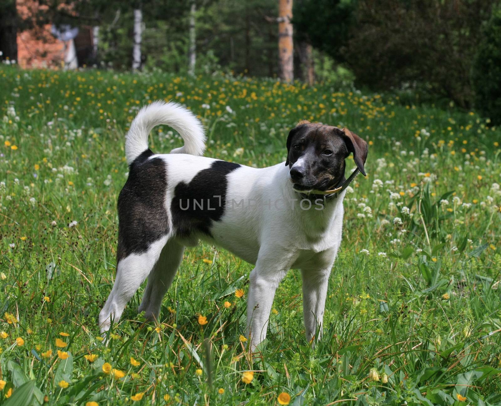 Lovely mongrel dog posing in the field on the Serbian mountain Zlatibor