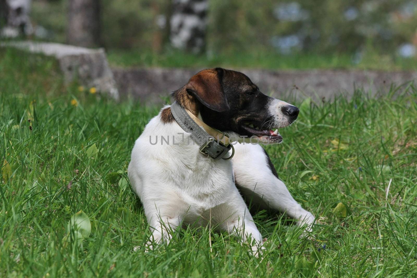 Lovely mongrel dog posing in the field on the Serbian mountain Zlatibor