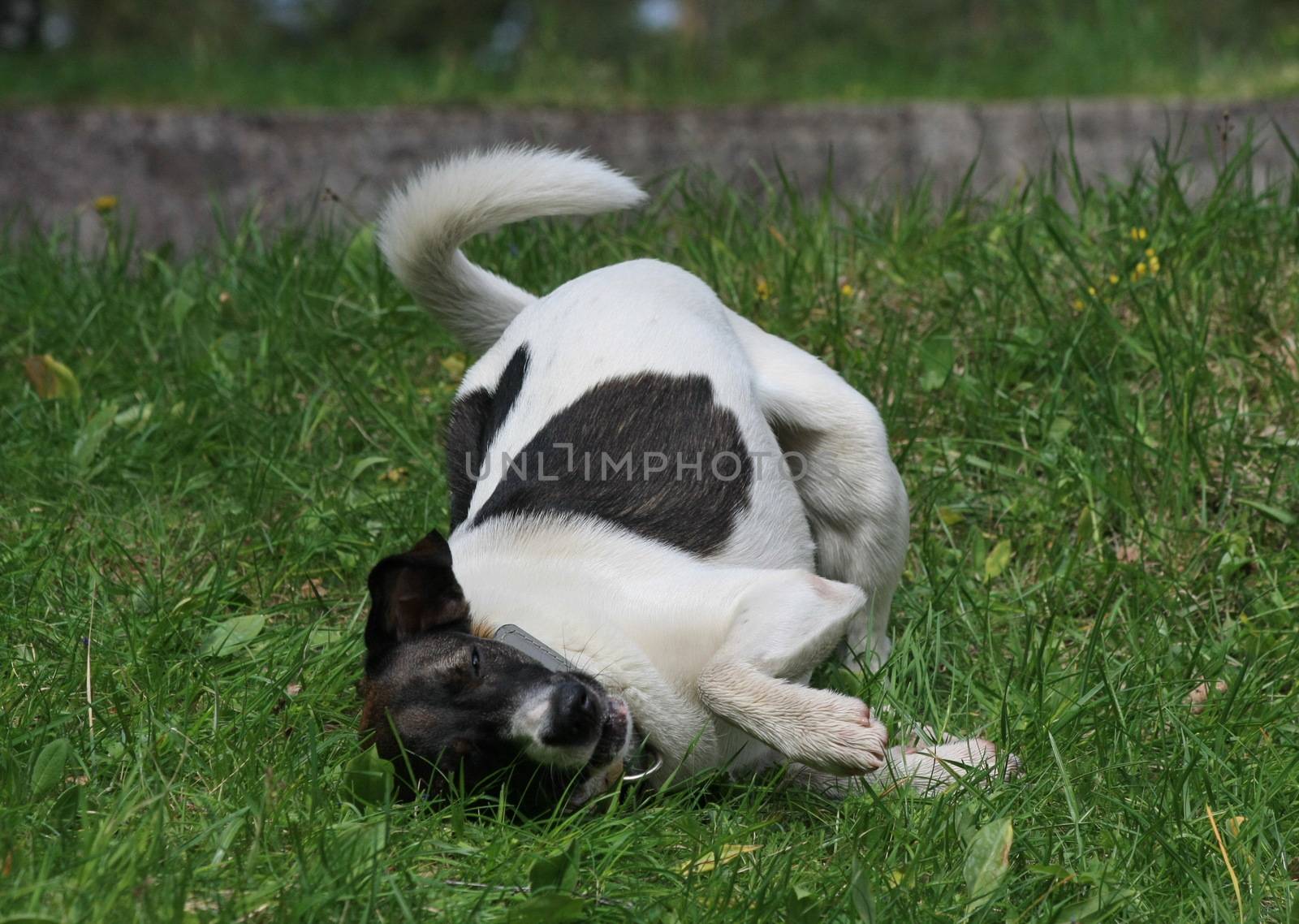 Lovely mongrel dog posing in the field on the Serbian mountain Zlatibor