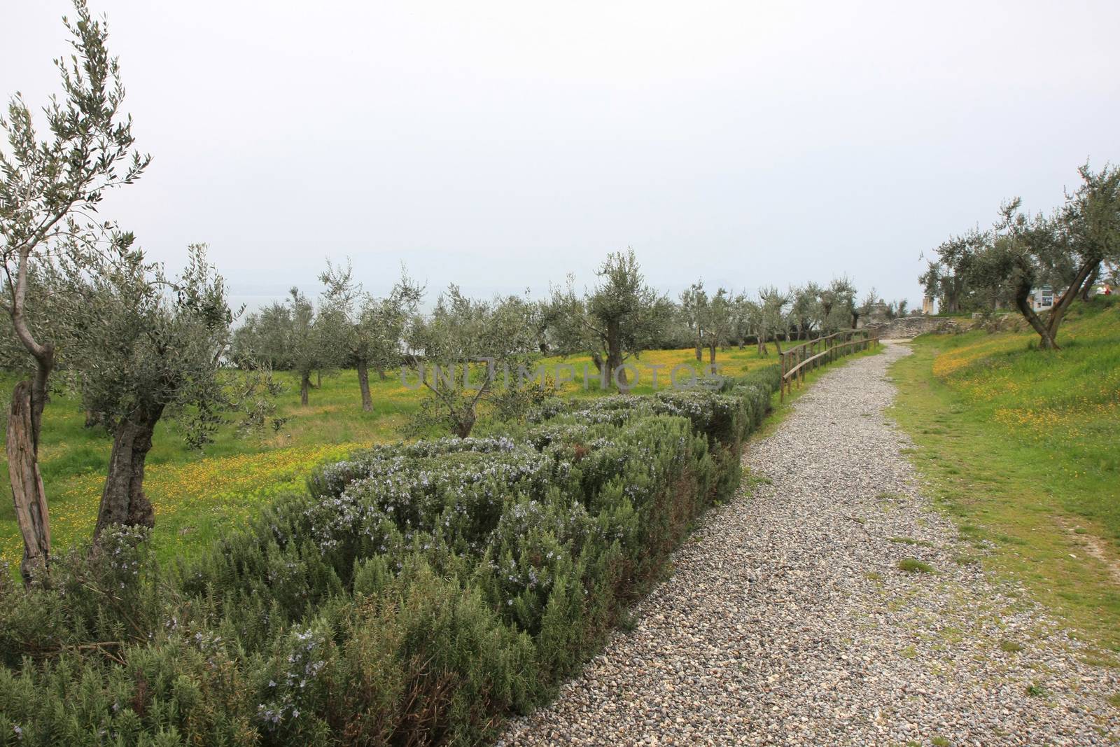 Flowers in the meadow on the top of Roman ruins of Catull Grottos at  Sirmione, Lake Garda, Italy.