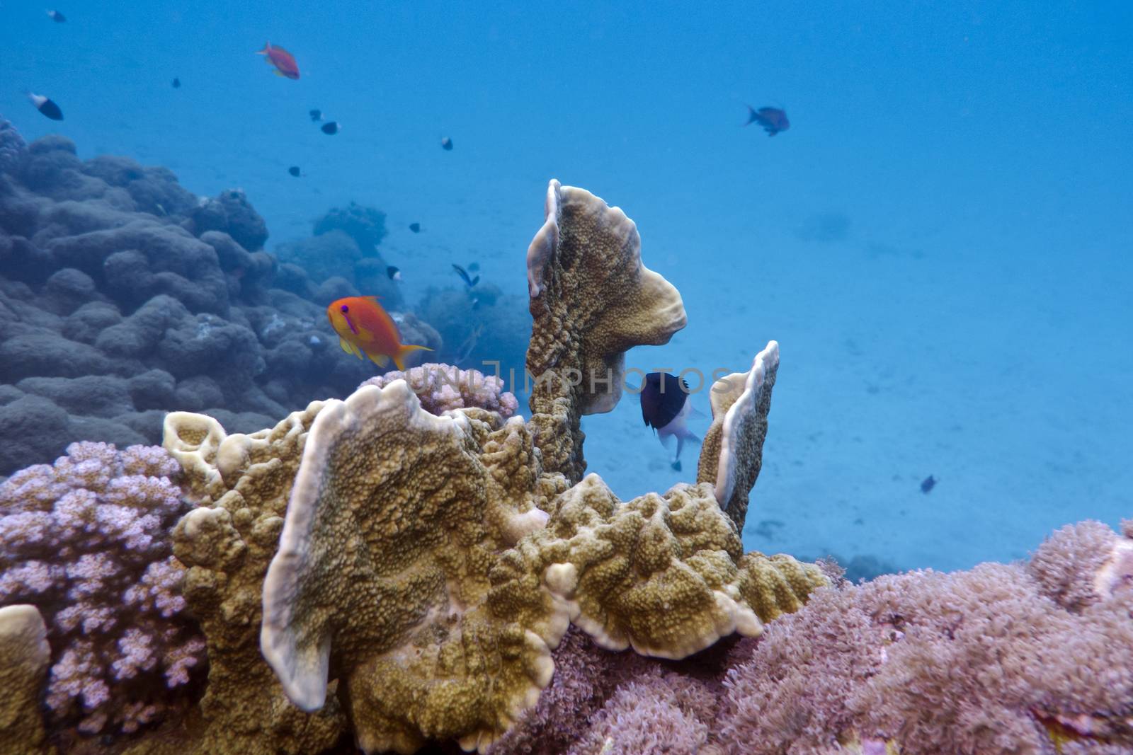 coral reef with fire coral and exotic fishes at the bottom of tropical sea by mychadre77