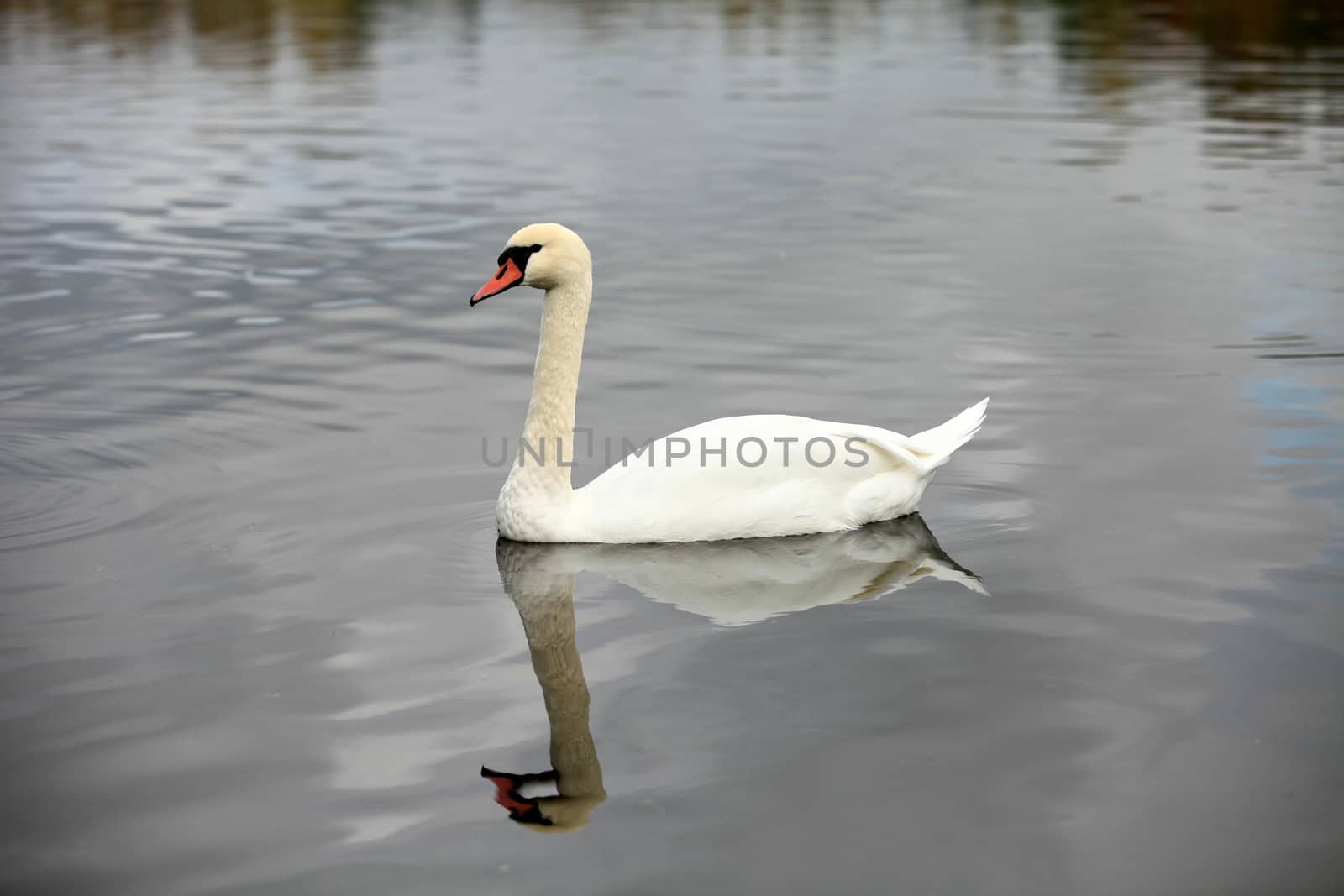 swan screamer pure white angel