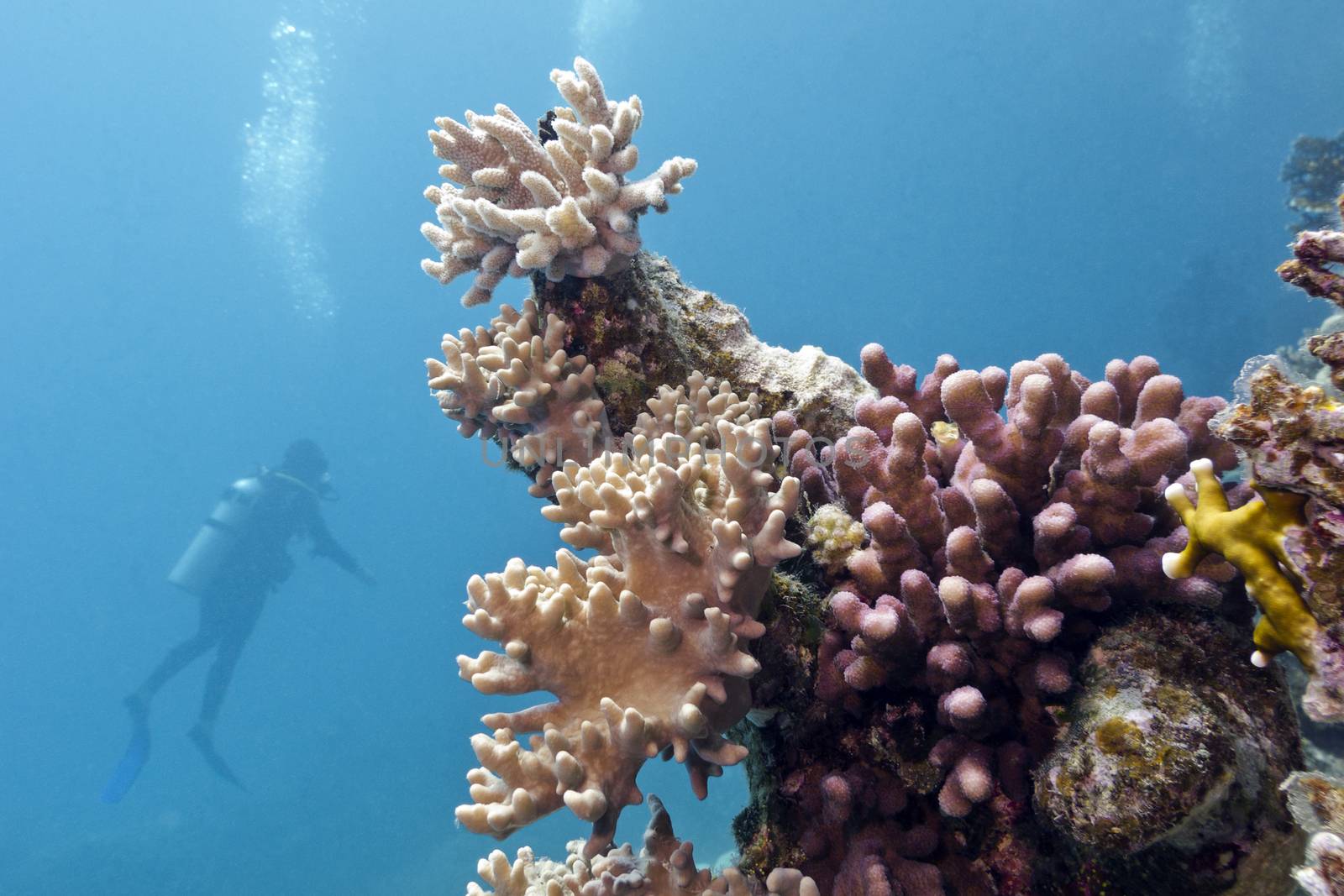 coral reef with soft and hard corals and diver in tropical sea