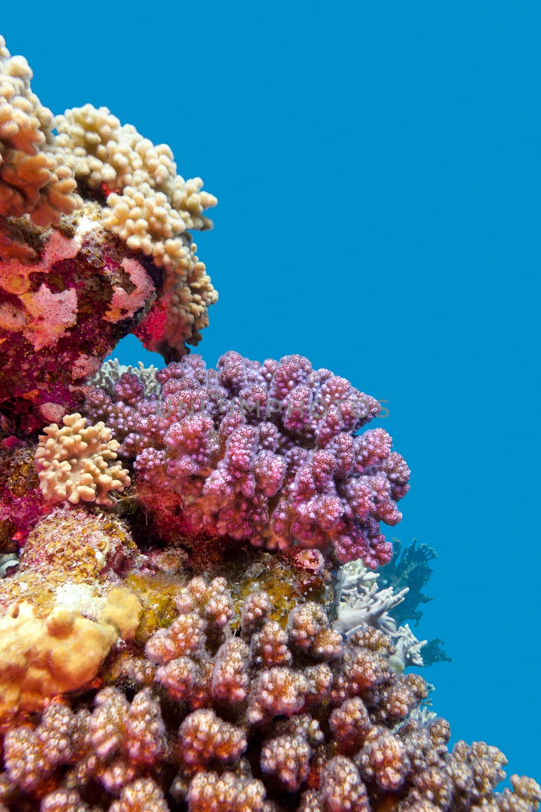 coral reef with violet hard corals poccillopora at the bottom of tropical sea on blue water background