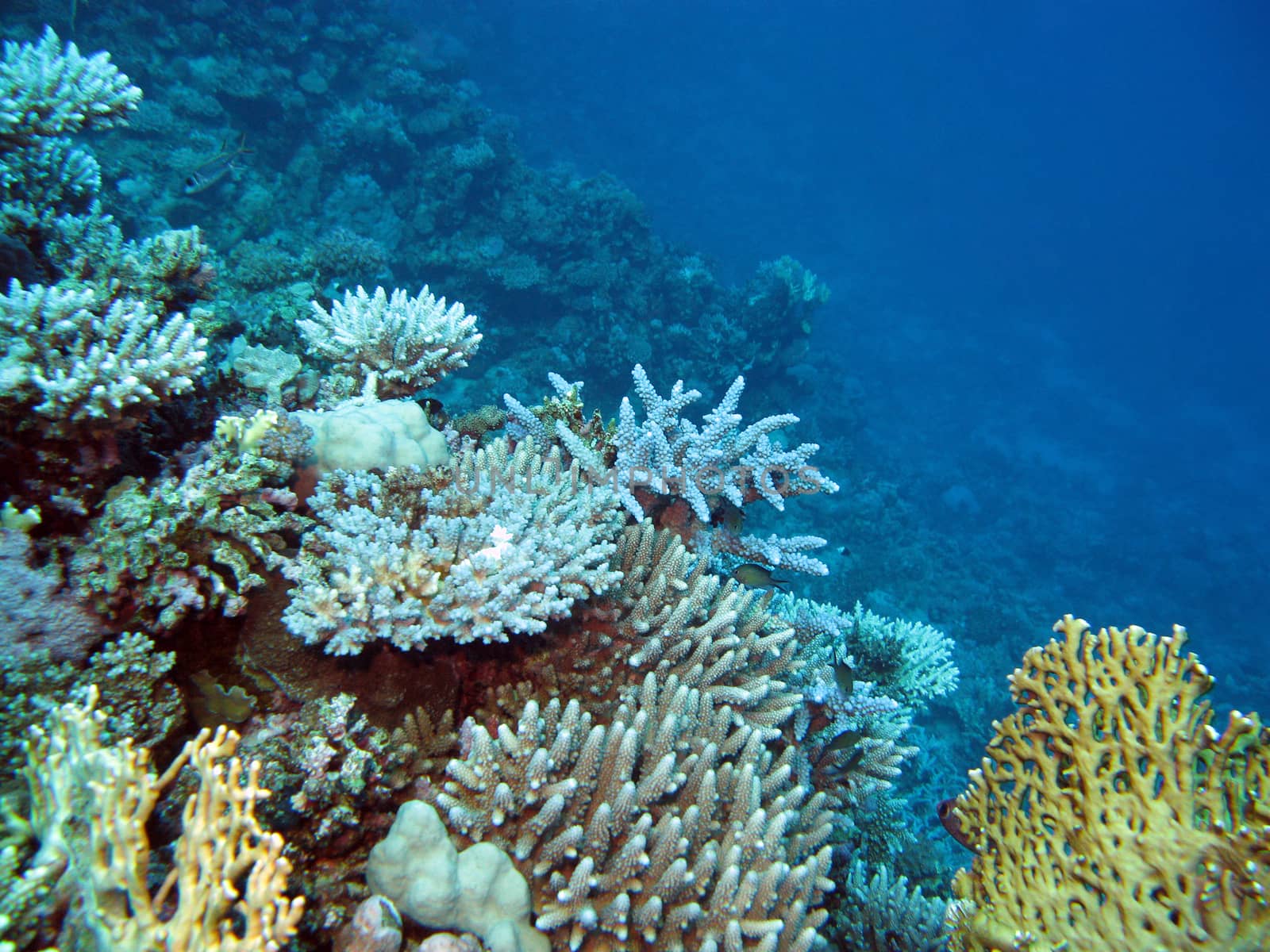 colorful coral reef  with hard corals at the bottom of tropical sea on blue water background