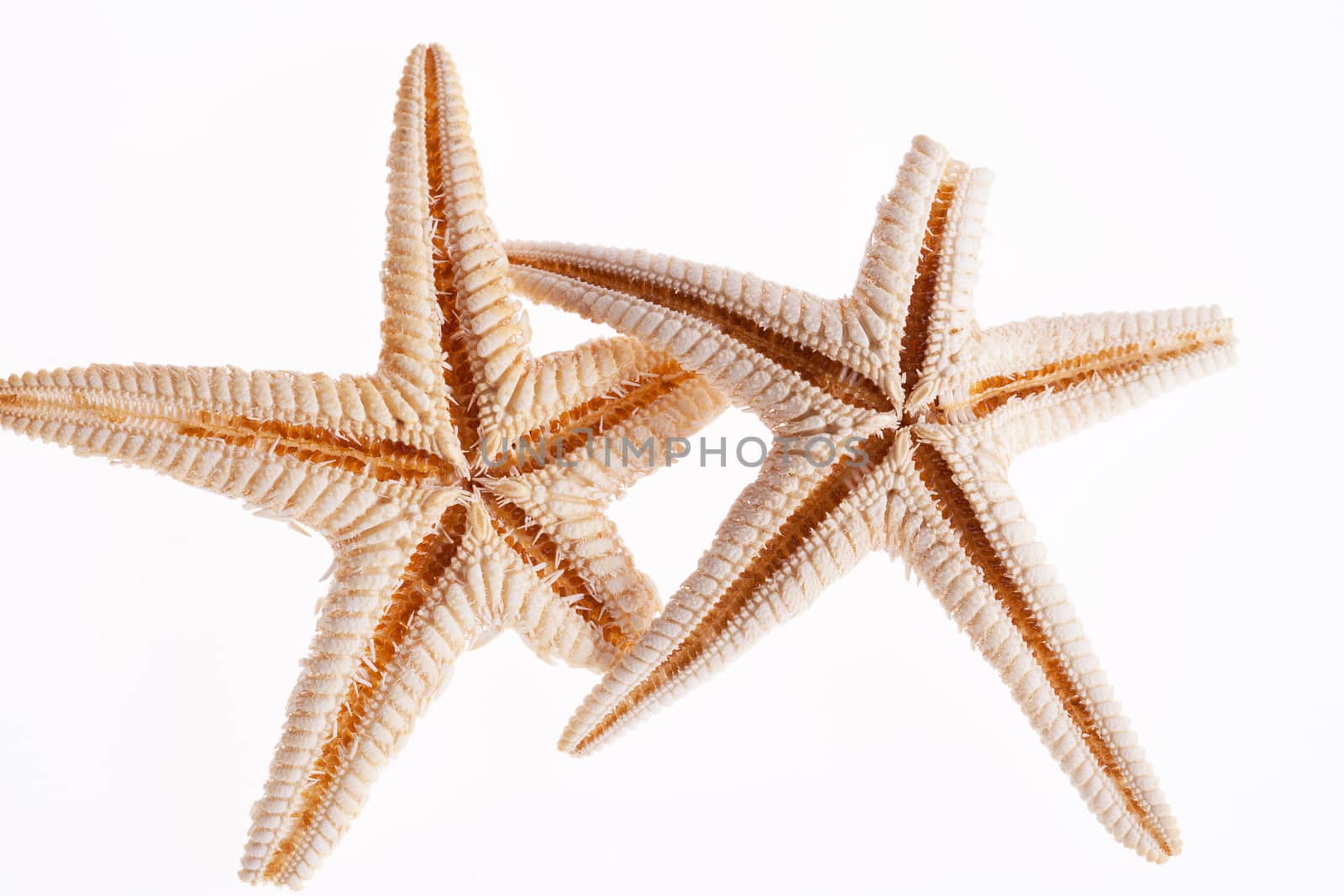 some of sea stars isolated on white background by mychadre77