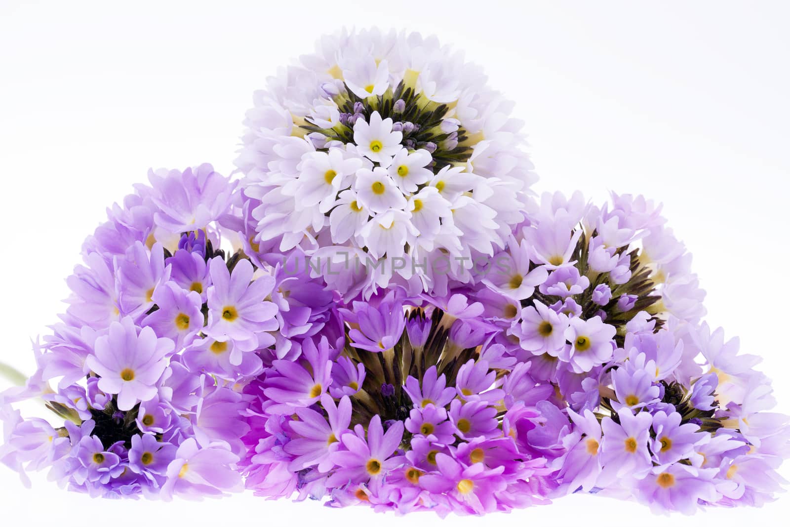some violet spring  flowers of  primula isolated on white background