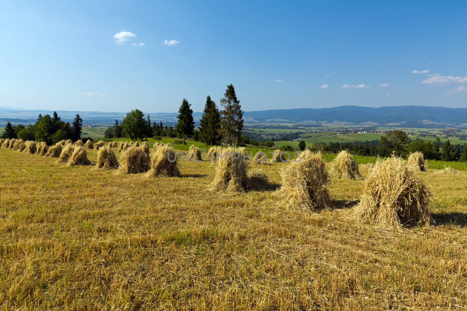 field with some bundles of hay on blue sky background