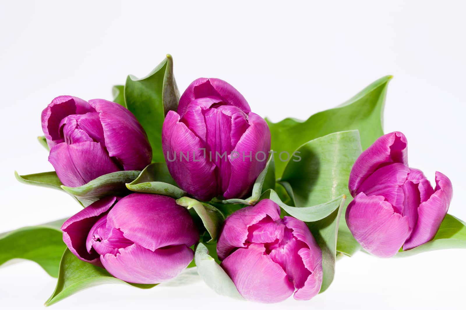 some violet spring flower tulips isolated on white background