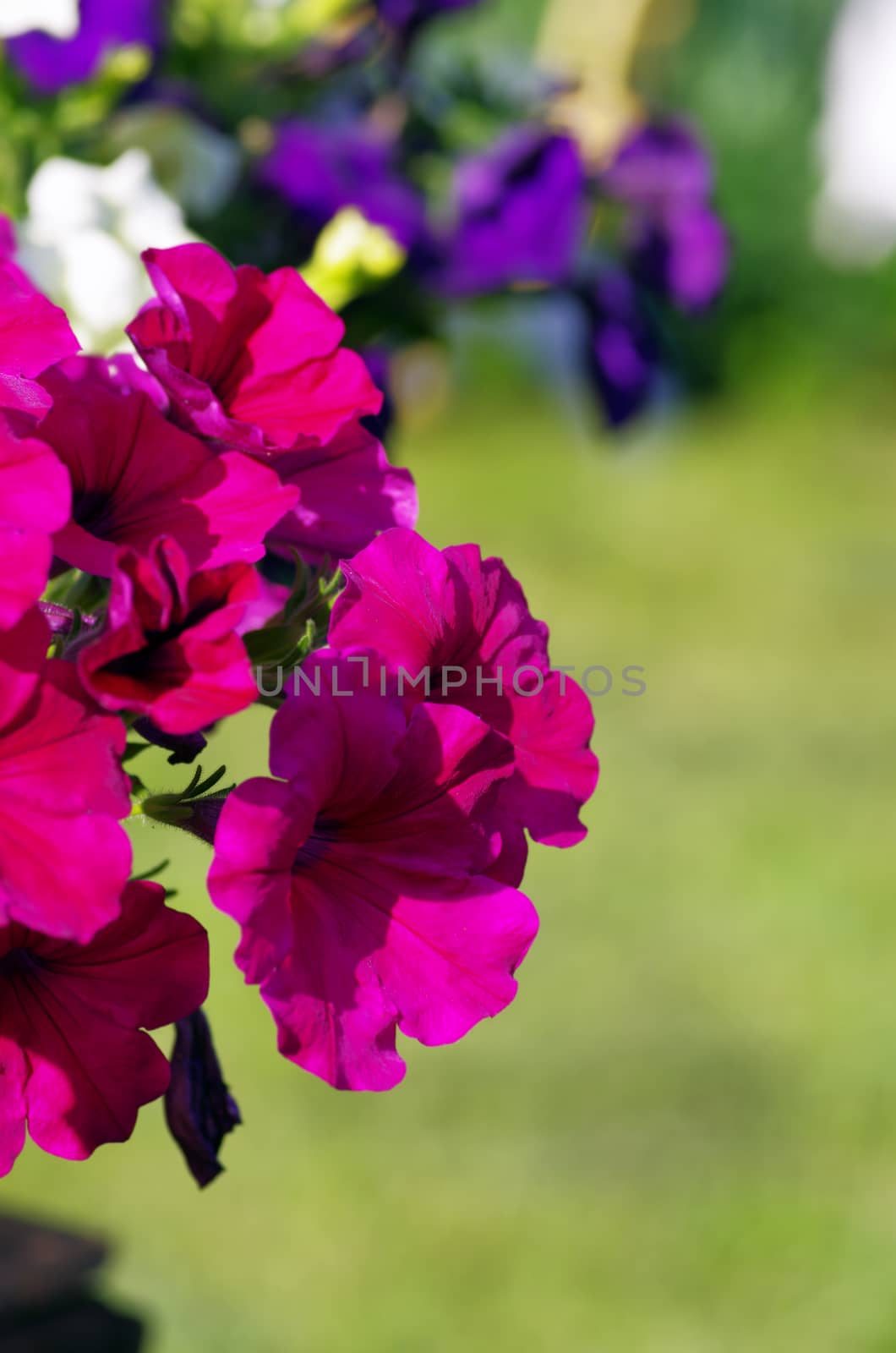 A cluster of purple petunias hanging on tree close up 