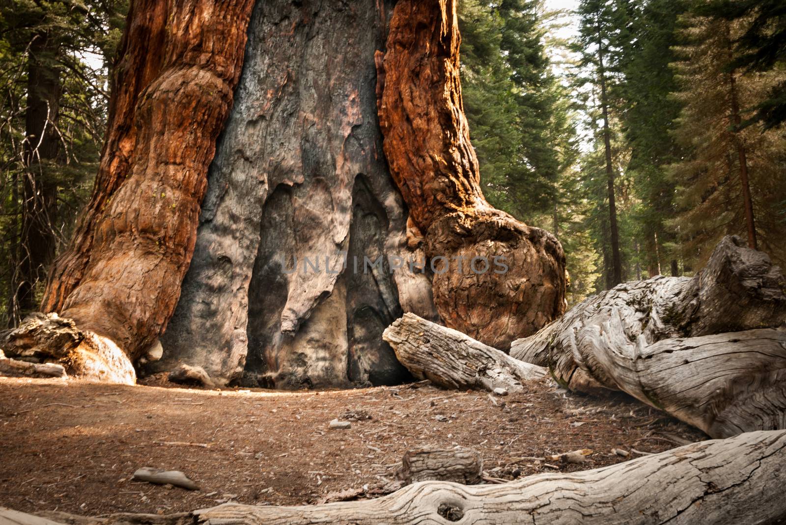 Yosemite big tree by weltreisendertj