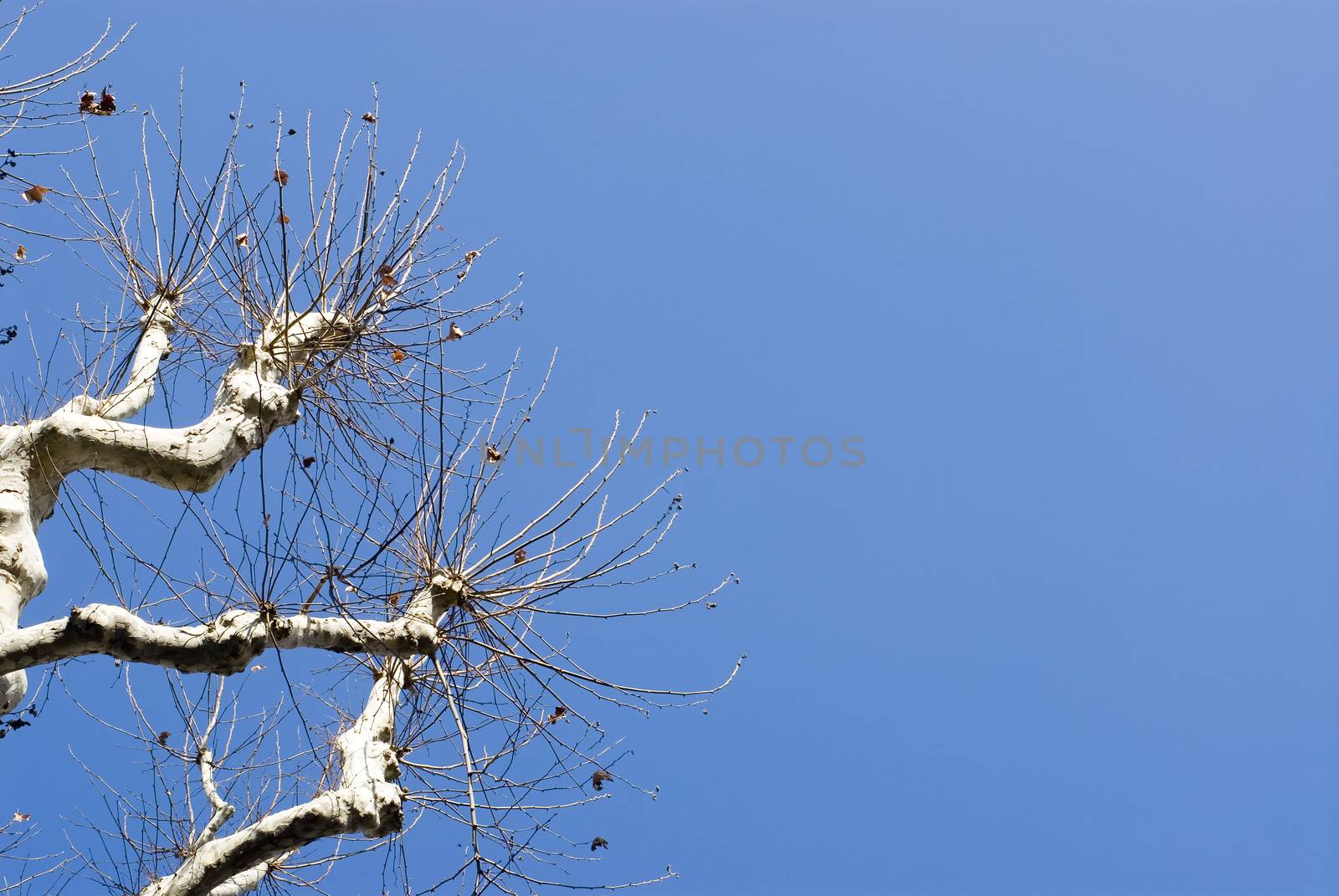 Plane Tree by seawaters