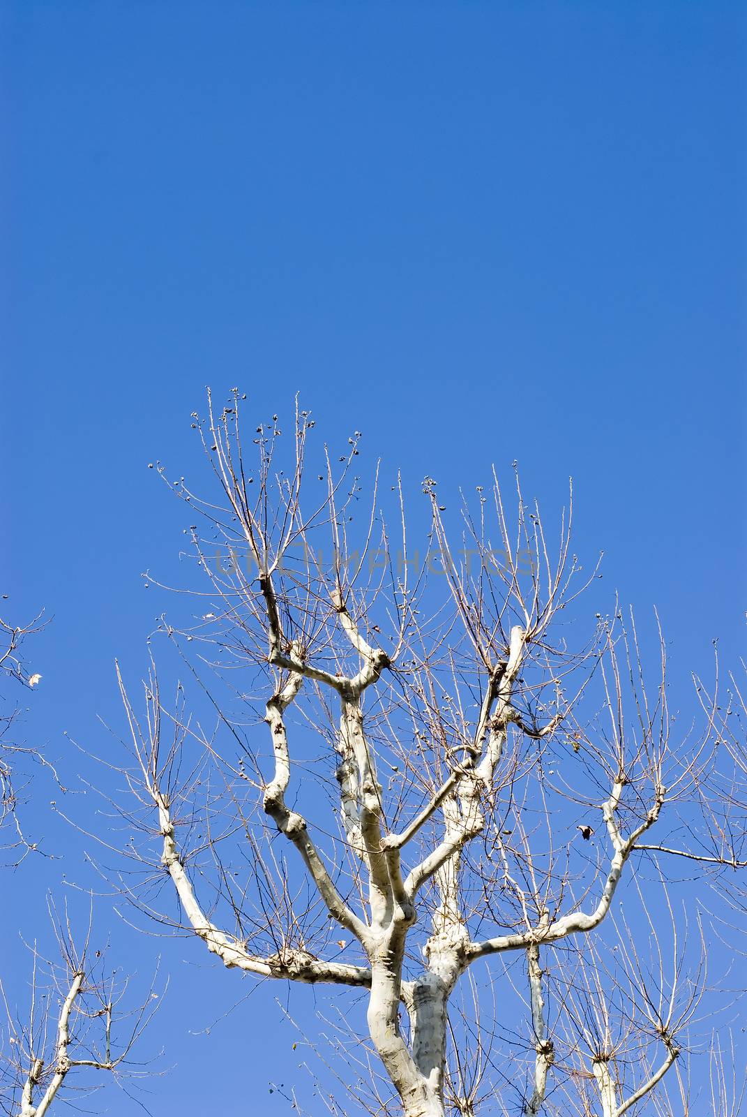 Plane Tree by seawaters