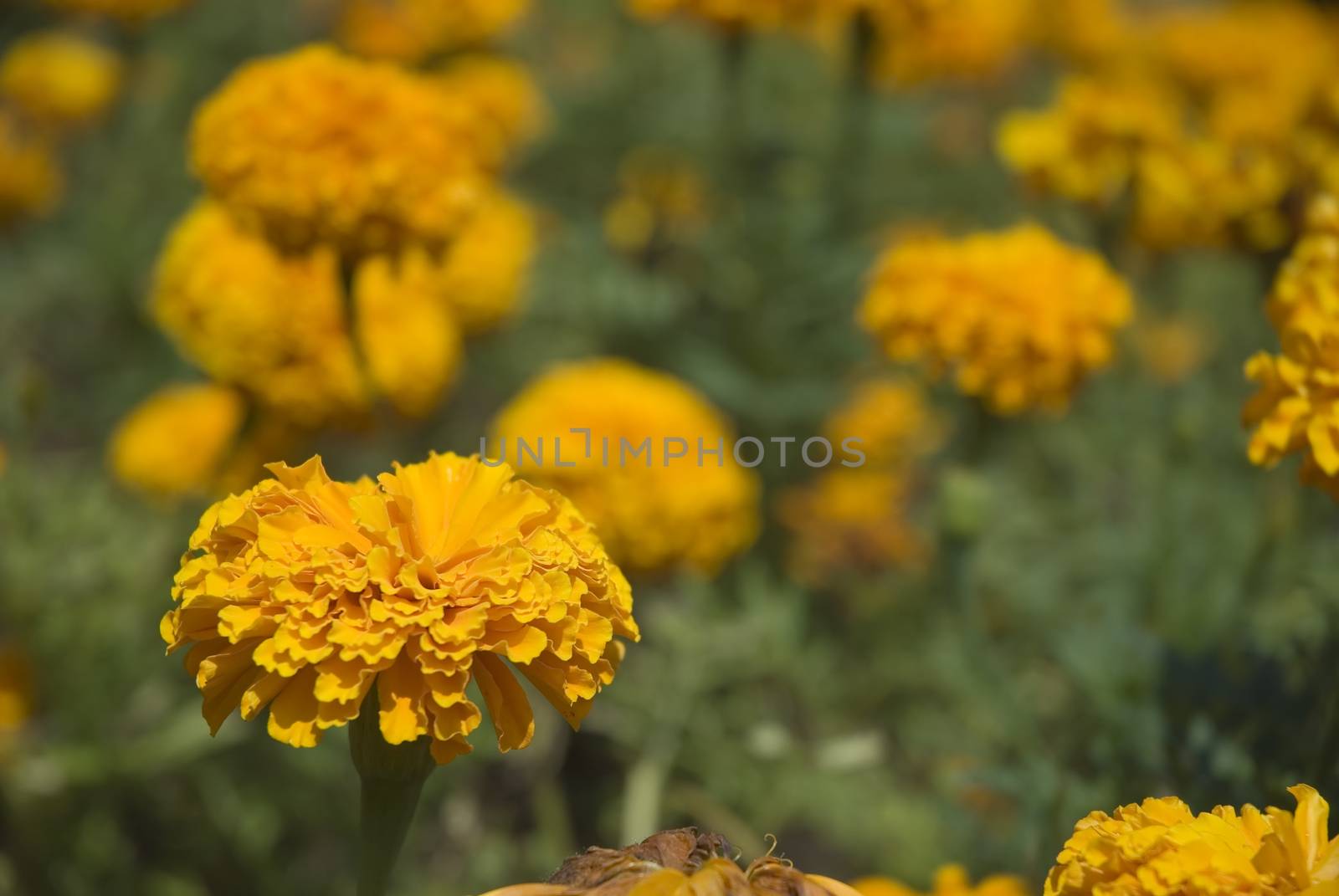 A field of Marigolds in bloom, summertime