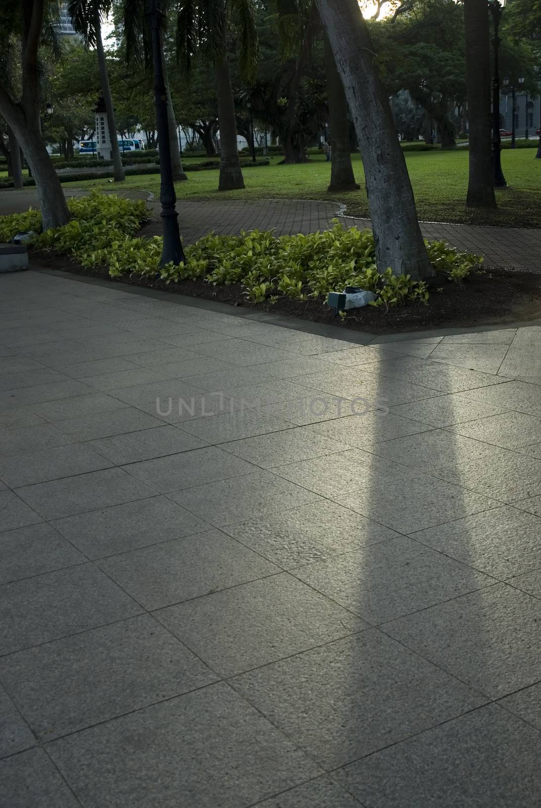 A tree in a park in modern Singapore city state