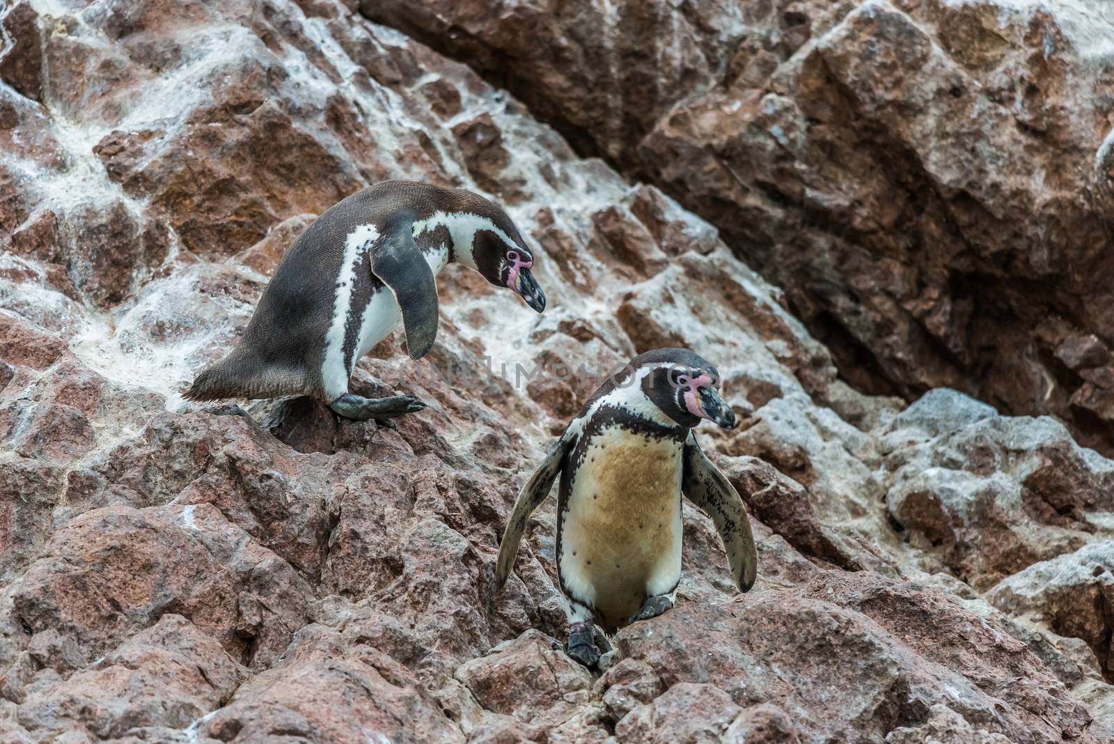 two Humboldt penguins in the peruvian coast at Ica Peru by PIXSTILL