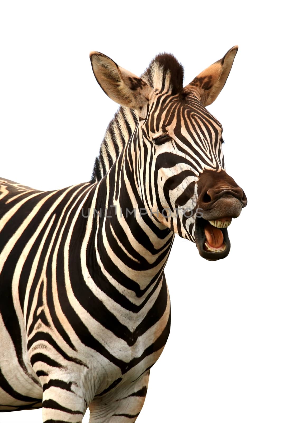 Shouting or Laughing Zebra by fouroaks