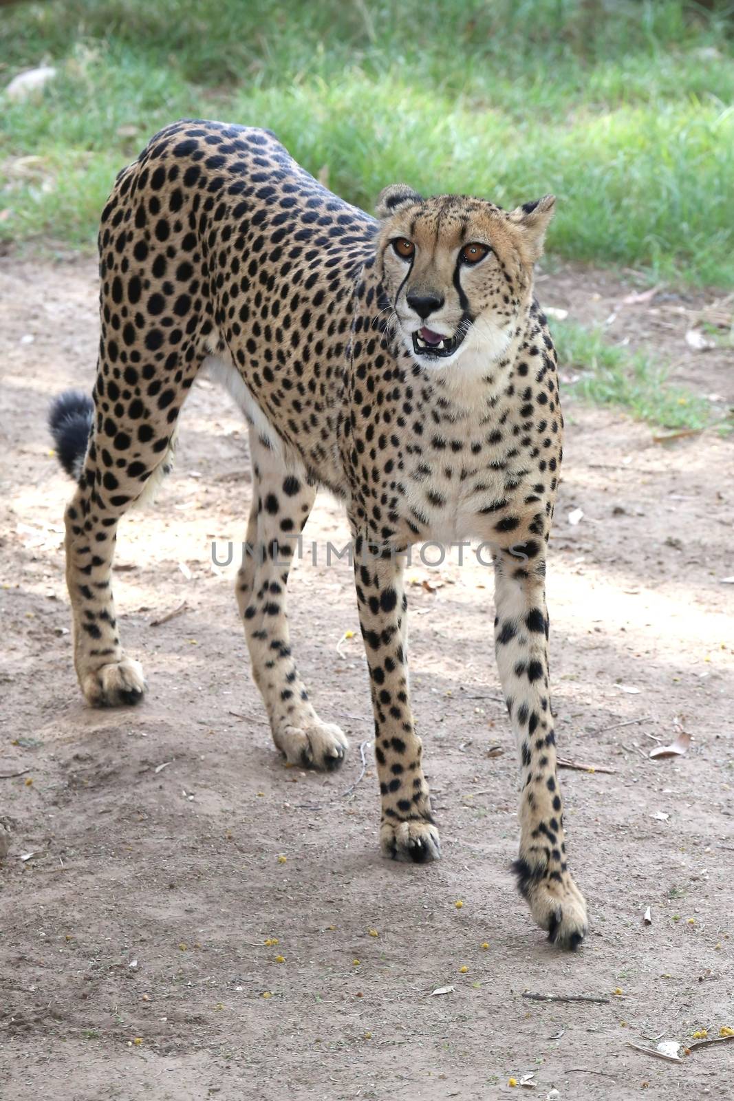 Cheetah wild cat with spotted fur and long legs