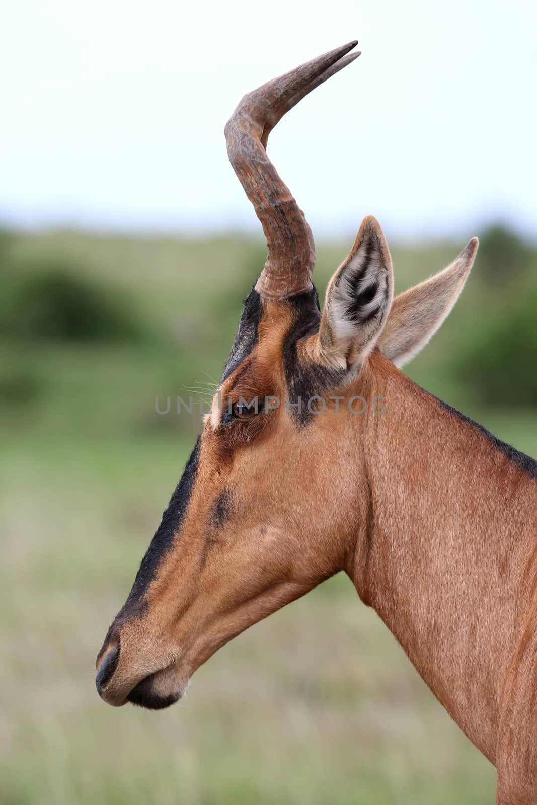 Portrait of a Red Hartebeest antelope with uniquely shaped horns