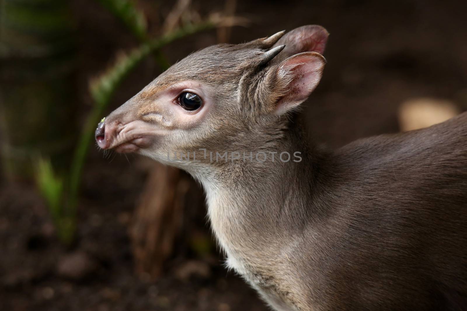 The cute and very shy Blue Duiker antelope in the undergrowth of the forest