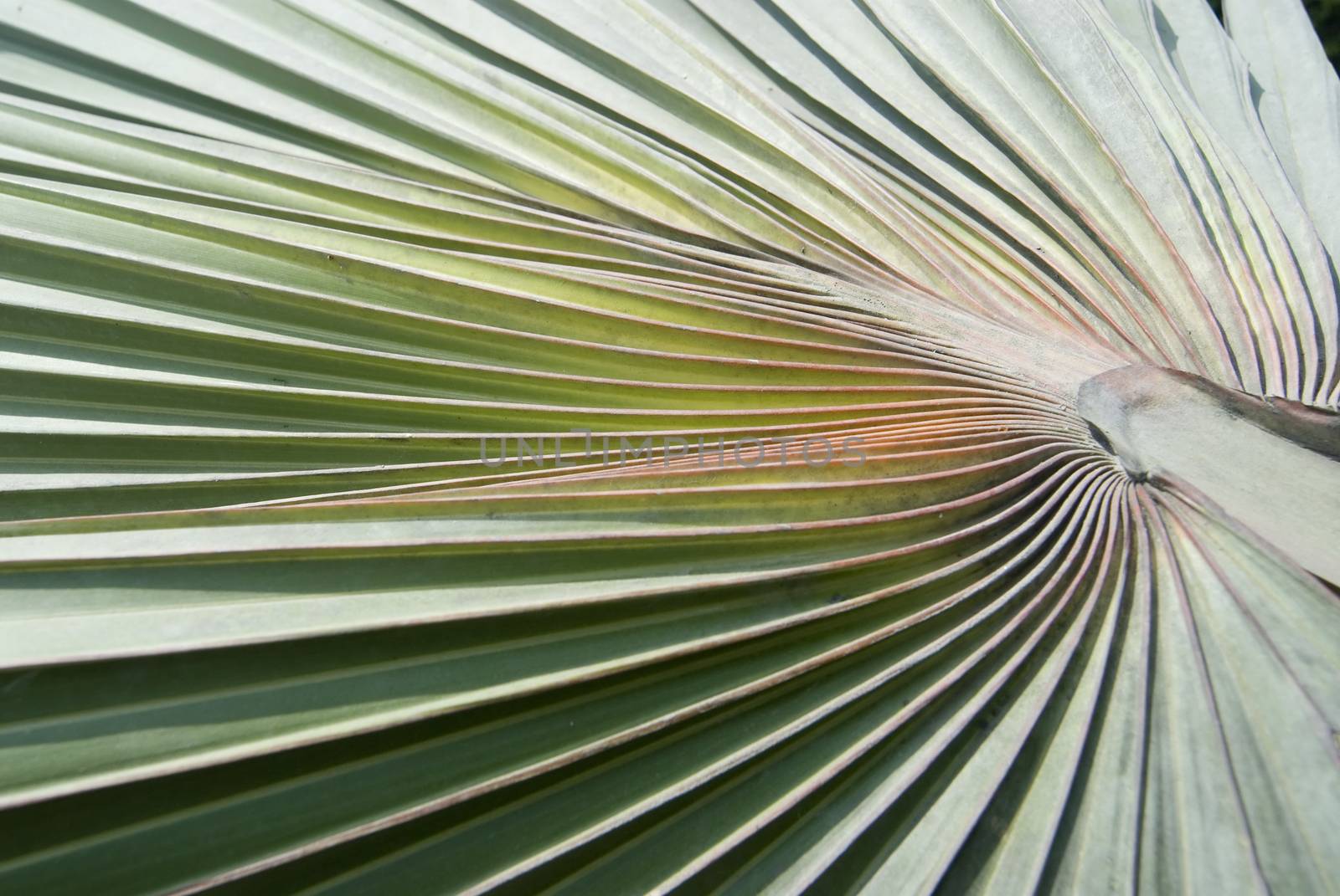 Palm frond