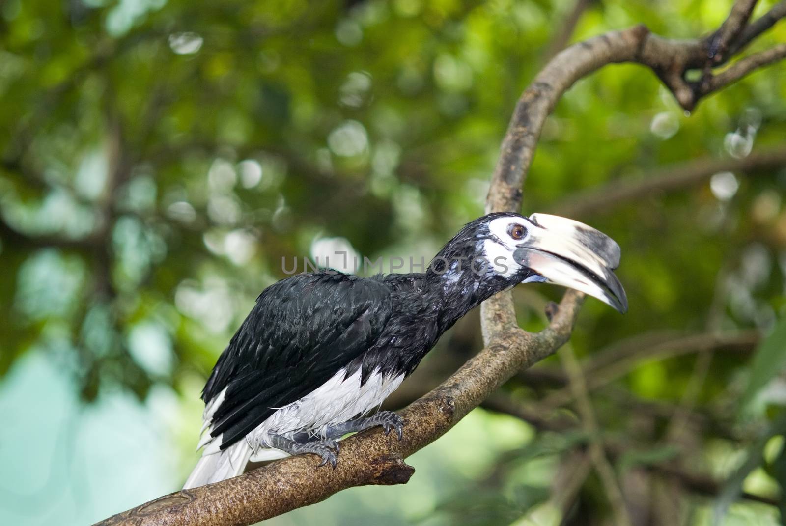 Hornbill by seawaters