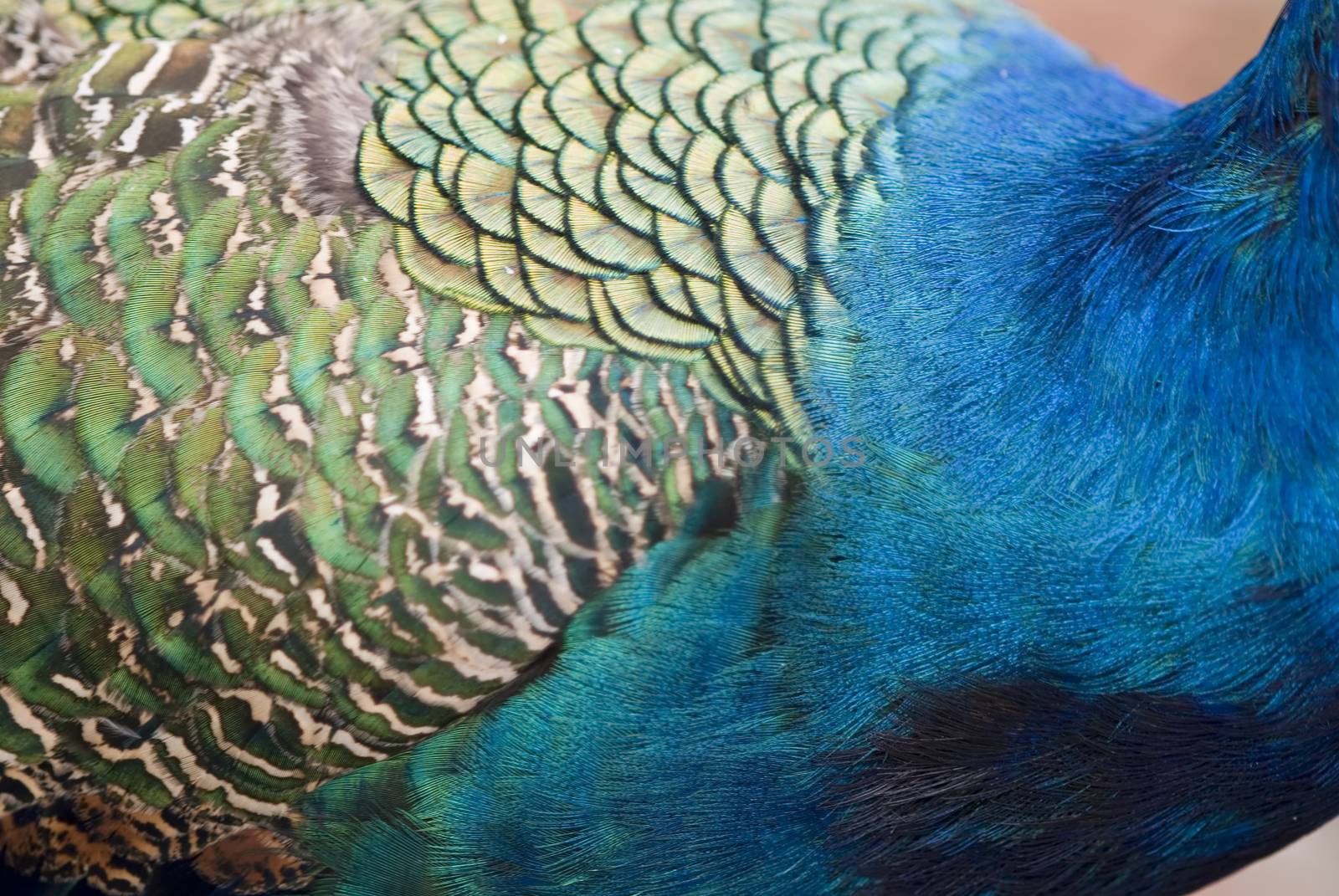 Peacock Feathers