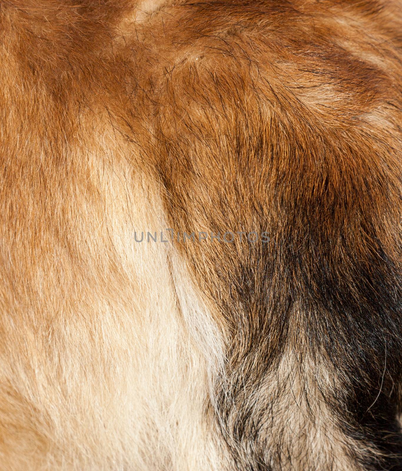 Dog fur close-up. red, yellow, black, white color. tail 