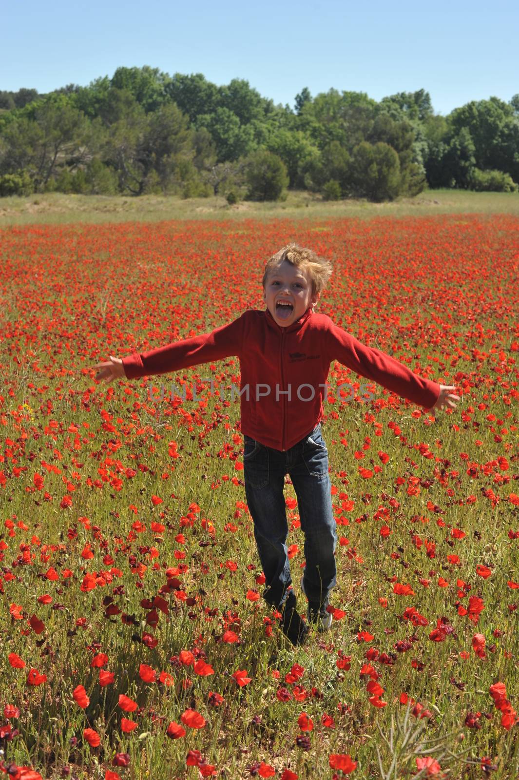 Poppy Field In Spring