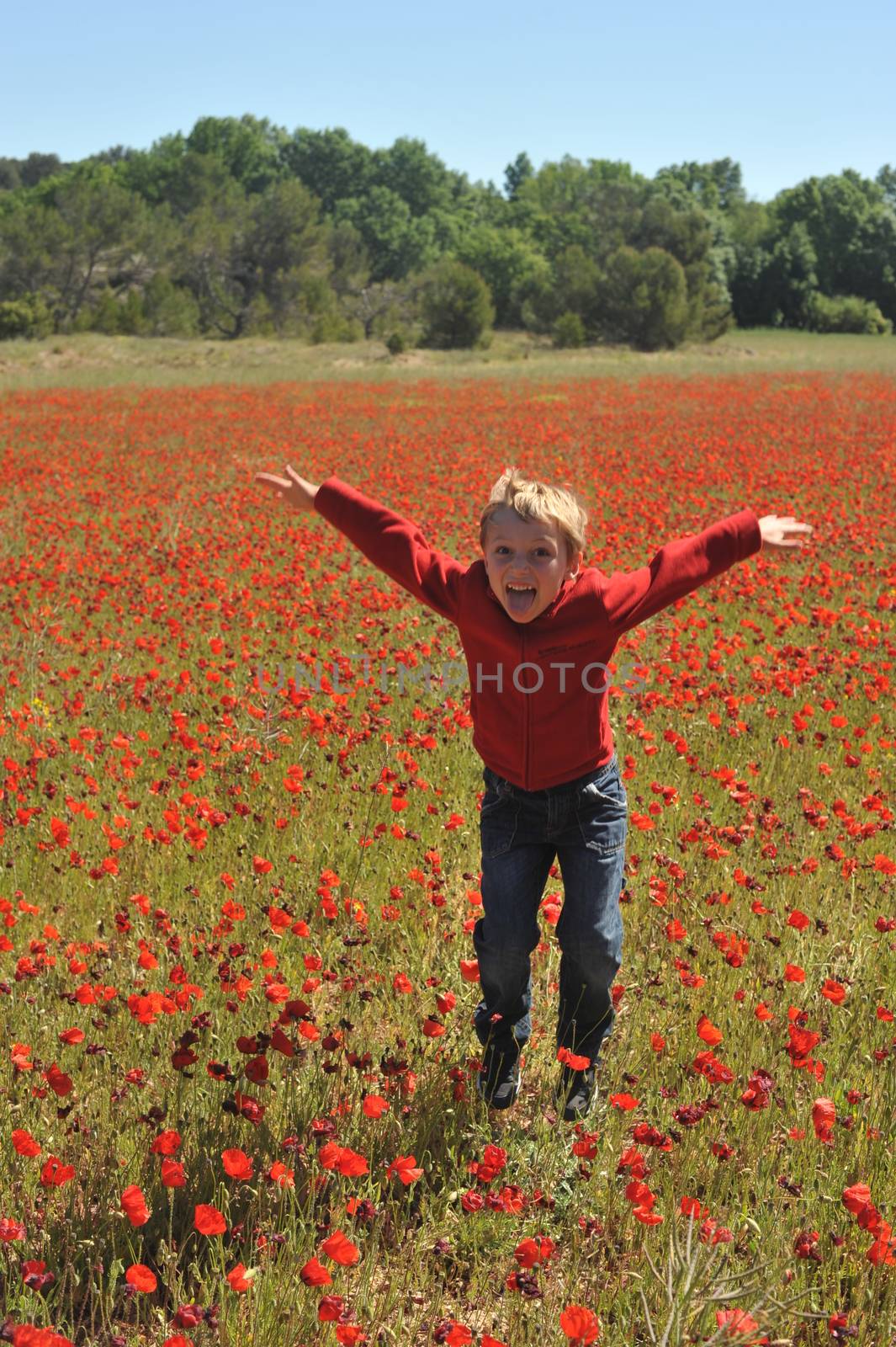 Poppy Field In Spring