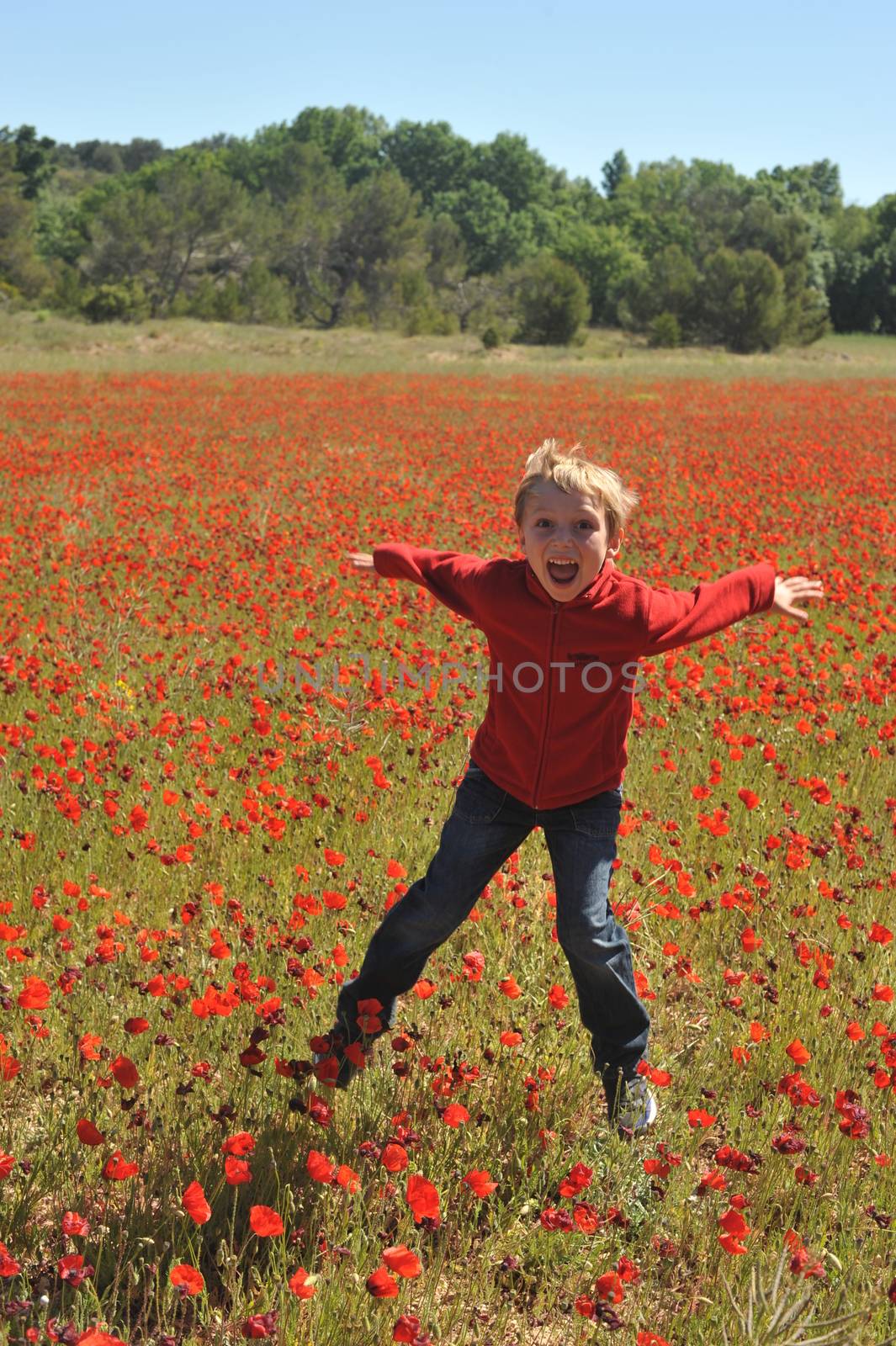 Poppy Field In Spring