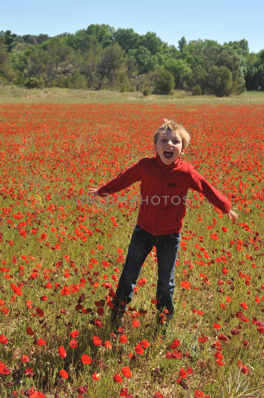 Poppy Field by seawaters