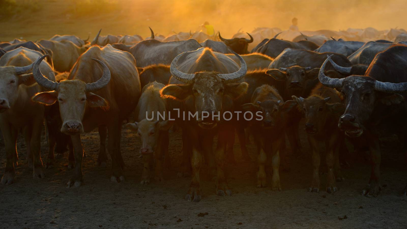 asia buffalo are standing in evening