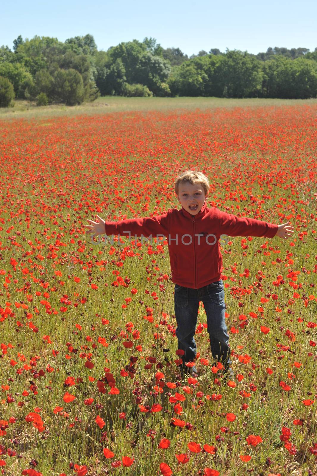 Poppy Field In Spring