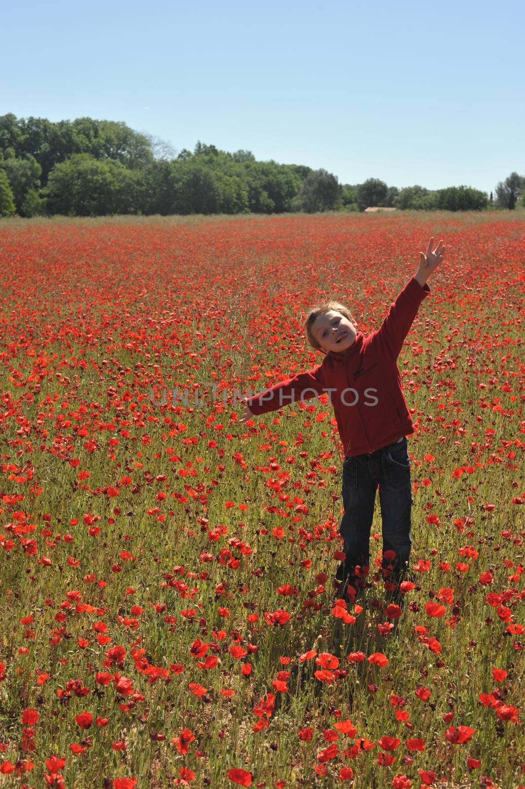 Poppy Field In Spring